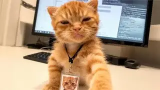 Cute KITTENS Are The Best Comedians in the World 🤣 Robot Sleigh & Magic Tricks