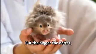 Hamster Wheels: Important For Hamsters' Health