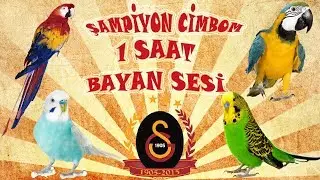 Şampiyon Cimbom ses kaydı muhabbet kuşu ve papağan konuşturma şampiyon cimbom kadın sesi