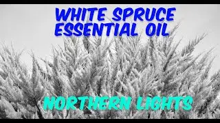 Aromatherapy with White Spruce