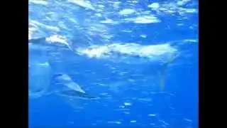 Mautiyak Kayak Fishing Mauritius (Part1)