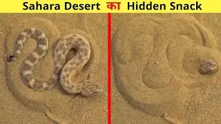 Animals Survived In SAHARA DESERT ? Crocodile
