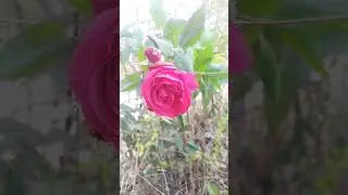 Red rose #music #youtubeshorts #views #rose