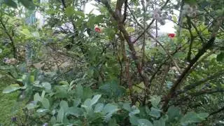 Blueberries and HONEY Bees