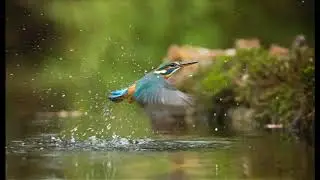 Calm Nature Sound with String Music for Meditation Yoga and Stress Relief
