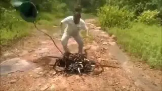 Crazy moment snake catcher releases hundreds of rat snakes, cobras and vipers into forest
