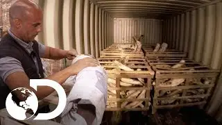 N&atilde;o &eacute; adubo, e sim restos de animais! | Controle de Fronteiras | Discovery Brasil