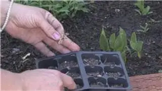 Цветоводство: как вырастить гвоздики из семян