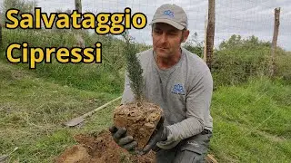 🌿 Come piantare i cipressi