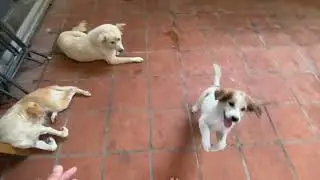 Happy puppy play with golden dog outside and neighbors dog #dogs #doglife #cutedog 