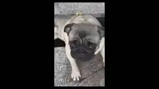 Kewdog - ilovedog