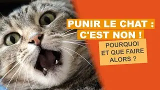 Punir le chat : c'est NON ! Pourquoi et que faire alors ?