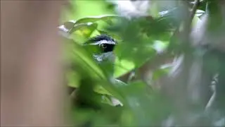 台灣小彎嘴畫眉 🐦🐦🚿 Pomatorhinus musicus