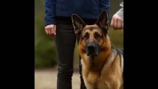 German Shepherd: From Playful Pup to Protective Pro (AI-Generated)  #ai #dog #dogshorts