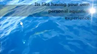 Bent Charters Fishing Amberjack underwater look