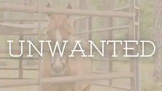 The Story of an Abandoned Wild Horse