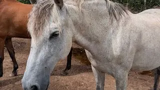 Die Wallache in H&ouml;chstform