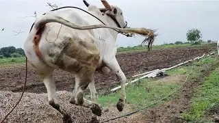 सरज्या आणि मोत्या दोघे पण मस्ती करतात. वासराला बोलावलं की जवळ येण्याची सवय लावतो