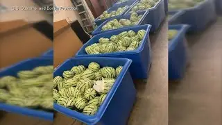 $5 million worth of illegal drugs found in stashed packages disguised as watermelons