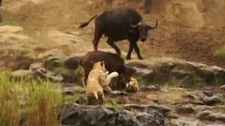 Heroic Herd SAVES Buffalo Calf from TWO Lion Attacks in Seconds!