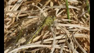 Plasrombout Gomphus pulchellus, vrouwtje