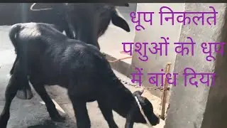 आज धूप निकलेगी पर पशुओं  ने करी मस्ती पाल परिवार #ब्लॉग्स