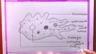 How To Draw Amoeba  Easy (speed)