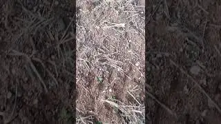 kanola tarlasından g&ouml;r&uuml;nt&uuml;ler