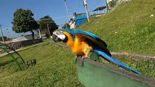 5 motivos pra você NÃO ter uma arara