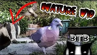 And Now for something completely different: Birbs