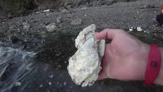Seal Rock Campground Hood Canal Washington
