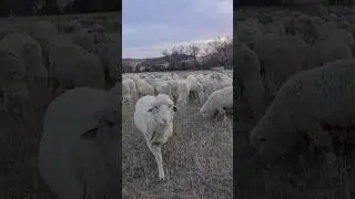 Herd in Motion