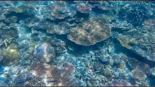 Apo Reef Snorkeling | Girl Travel Factor