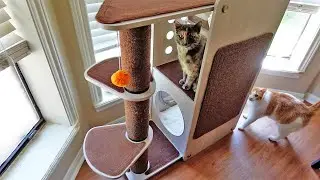 I LOVE This Cat Tower | Amazon Finds For Cats!