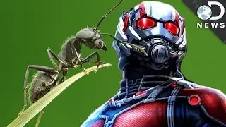 What A Bug Scientist Says About ‘Ant-Man’