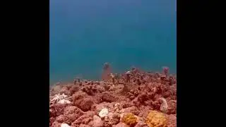 Coral City Camera | Staghorn Transplants Growth, Bleaching, & Erosion Timelapse | 5.1.23-11.15.23
