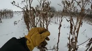 Кто то ест семена...
