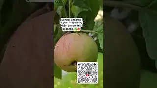 #shortvideo #appletree #apple #pinoyineurope #ofwlife #scanqrcode #subscribetomychannel #subscribe