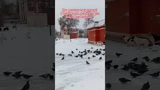 Семилуки. Детский сад рядом с парком, где множество маленьких собачек. Законодатели это не осознают?