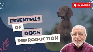 Responsible Breeding: The Essentials of Canine/Dogs Reproduction