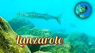 Snorkeling - Lanzarote 🐠 Barracuda, Thalassoma pavo...