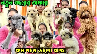 The Cutest Puppies for Sale in Kolkata. Dog Market in Kolkata Price. Kolkata Dog Market.