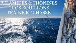 PELAMIDE, THONINE: d&eacute;part en direct, p&ecirc;che mer en tra&icirc;ne et sur chasse