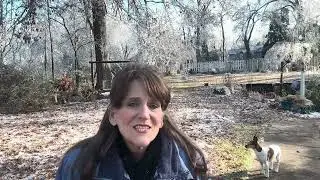 Gardening On Hold | Ice Storm Damage❄️🌨️