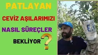 Ceviz Aşısı.