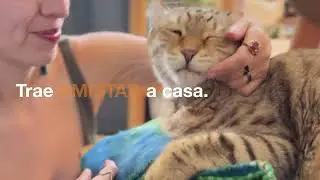 Trae Amor A Casa - Reintroducido (Spanish)