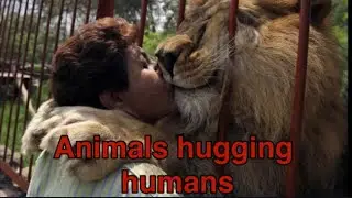 Animals hugging humans