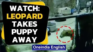 Nainital: Leopard enters the house and takes the puppy away | Oneindia News