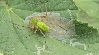 Amazing Tiny Spider - Green Jewel on a Leaf!