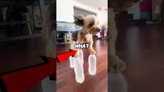 Her Puppies Wouldn&rsquo;t Stop Barking&hellip; Then She Saw Why 🐶